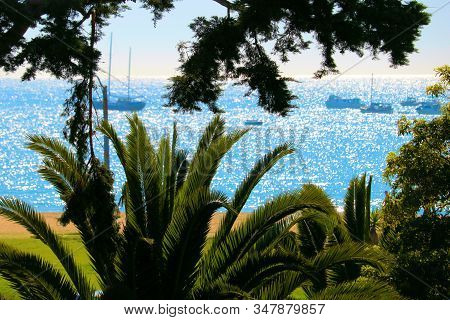 Lush Plants And Palm Trees Overlooking The Pacific Ocean With Sail Boats And Yachts Taken On The Cal