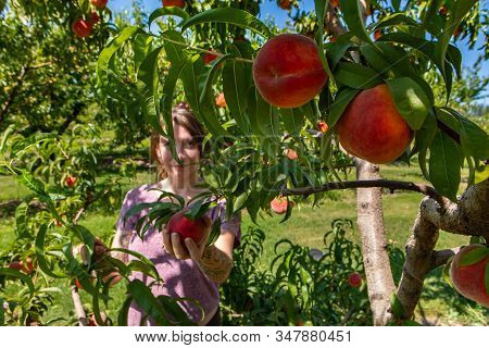 Selective Focus On Peaches Fruits On The Tree Branches, A Young Caucasian Woman Standing Behind It A