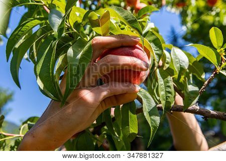 Close Up On Hand Taking A Ripe Peach Fruit From The Tree Branch With The Sky And A Lot Of Green Leav