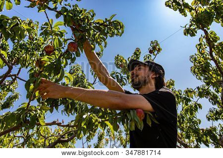 Low Angle And Side View Of A Happy Caucasian Man Picking Nectarine Peach Variety Fruits From The Tre