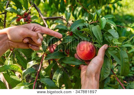 Close Up On Farmer Hands As He Picking Ripe Peach And Pointing With His Finger On The Fruit, With Pe
