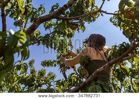 Low Angle View Of A Caucasian Woman Up Between Tree Branches Picking Peaches Fruits During A Sunny S