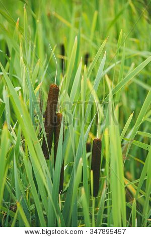 Fluffy Bushes Of Cattail Or Reed Mace. Sometimes People Call It As Bulrushes. Selective Focus Macro 