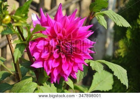 Close Up Of Beautiful Pinkish Dahlia Pinnata Flower With Green Leaves Growing In Garden, Selective F