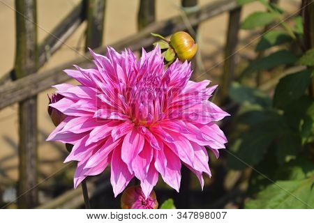 Close Up Of Beautiful Pinkish Dahlia Pinnata Flower With Green Leaves Growing In Garden, Selective F