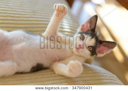 Young kitten playing on sofa, like sayng hello there