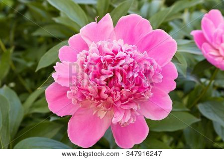 Bud Of A Peony. Open Peony Bud. Pink Peonies In The Backyard