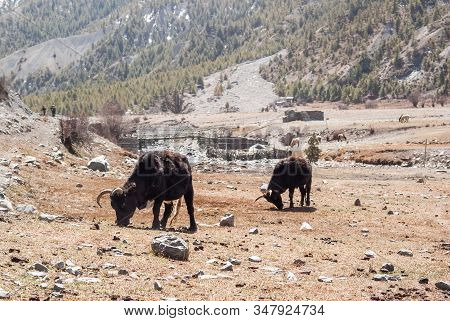 A Dzo Grazing Near A River In Himalaya Mountains