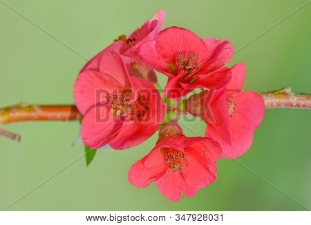 Photos Of Colorful Flowers Grown Naturally In Gardens