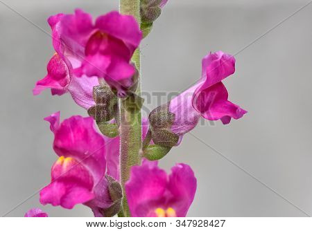 Photos Of Colorful Flowers Grown Naturally In Gardens