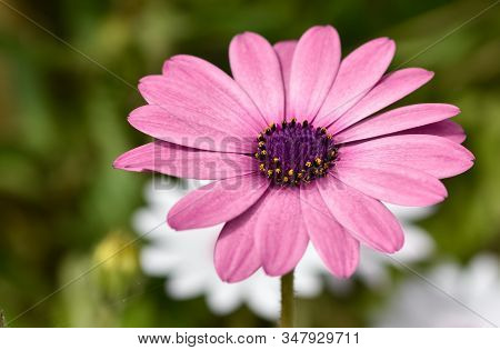 Photos Of Colorful Flowers Grown Naturally In Gardens