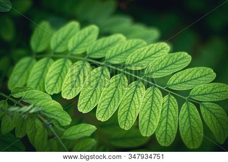 Trendy Concept Of Leaves With Space For Text In Green Mode, Postcard Or Poster Template
