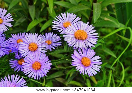 Closeup Of Aster Alpinus