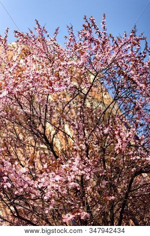 Vertical Spring Background With Blossoming Tree With Pink Flowers In Front Of Big Building. April Ma