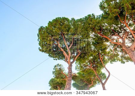 Pinus Pinea, Also Known As The Italian Stone Pine, Umbrella Pine And Parasol Pine.