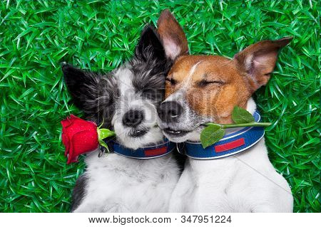 Cuple Of Dogs On Love Fro Valentines Day Or Wedding Aniversary Very Close Together Cudly And Cozy  W