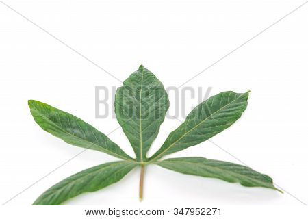 Part Of Cassava Leaves Isolated On White Top View Close-up