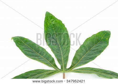 Studio Shot Green Tropical Cassava Leaves With Stem Isolated On White