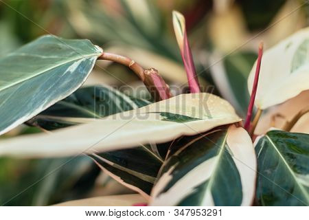 Close Up Photo Of Leaves Of Stromanthe Sanguinea Plant. Green Leaves Of Plant From Family Arrowroot 