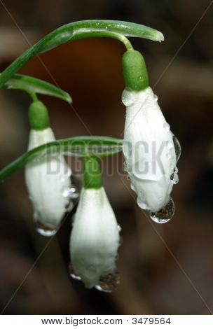 Galanthus Nivalis