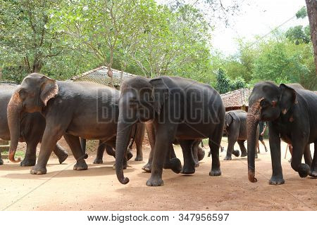Elephants From Pinnawala Elephants Orphanage Parading Through The Street After Their Daily Bathing A