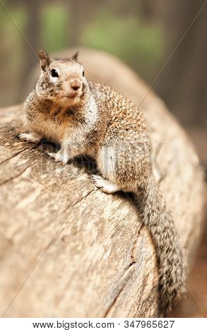 Vertical Closeup Portrait View Of Grey Squirrel Sitting On Lag And Looking Away In Yosemite National