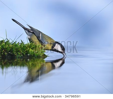 Dorst vogel.