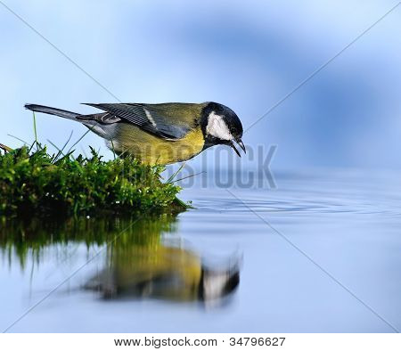 Dorst vogel.