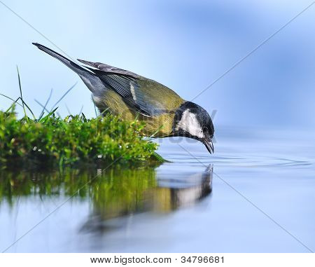 Dorst vogel.