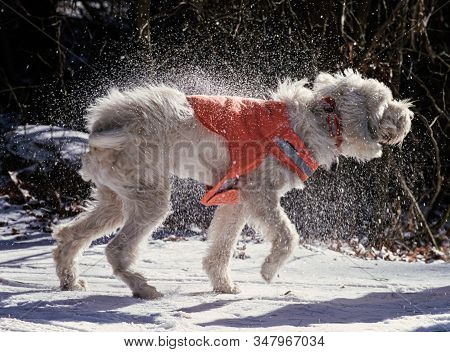 Italian Spinone Dog With Orange Vest Shakes Off The Snow