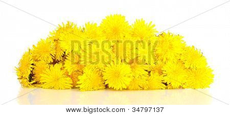 viele Löwenzahn Blumen isoliert auf weiss