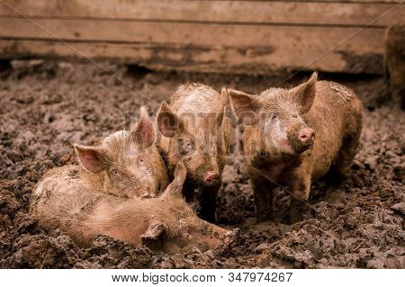 African Swine Fever Virus, Asfv. Four Pigs In The Mud