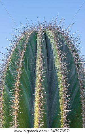 Closeup Detalis Of Southwestern Desert Cactus With Sharp Spines Framed Against A Blue Sky