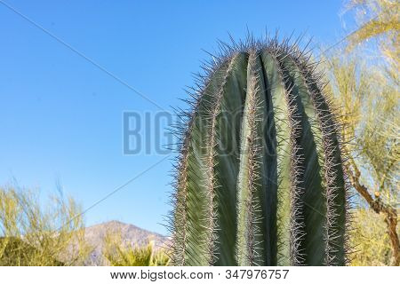 Closeup Detalis Of Southwestern Desert Cactus With Sharp Spines Framed Against A Blue Sky