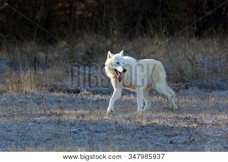 The Hudson Bay Wolf (canis Lupus Hudsonicus) Subspecies Of The Wolf (canis Lupus) Also Known As The 