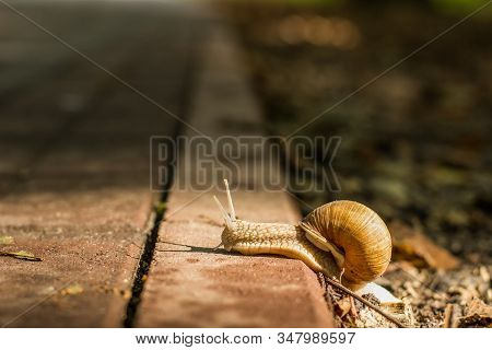 Soft Focus Park Outdoor Wildlife Snail Close Portrait Nature Concept On Concrete Track For Walking O