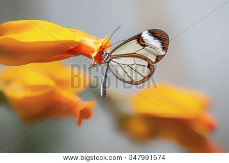 Beautiful Glasswing Butterfly (greta Oto) In A Summer Garden On A Orange Flower. In The Amazone Rain