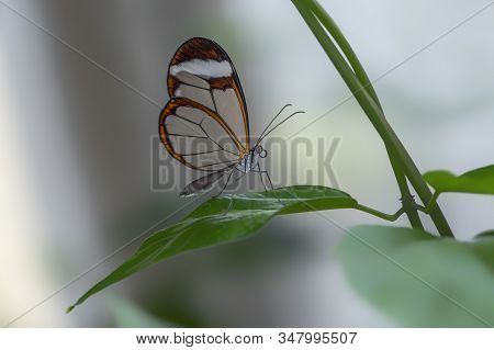 Beautiful Glasswing Butterfly (greta Oto) On A Leaf  In A Summer Garden. In The Amazone Rainforest I