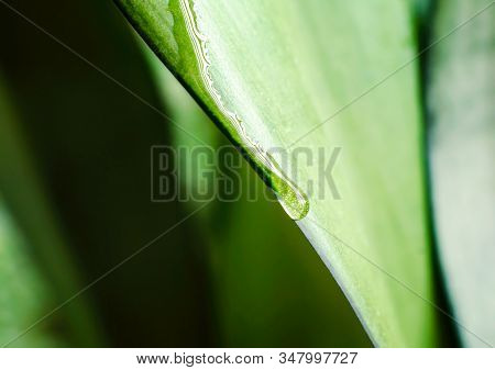 Drop Of Dew On A Green Leaf Of A Plant Macro Spring Background