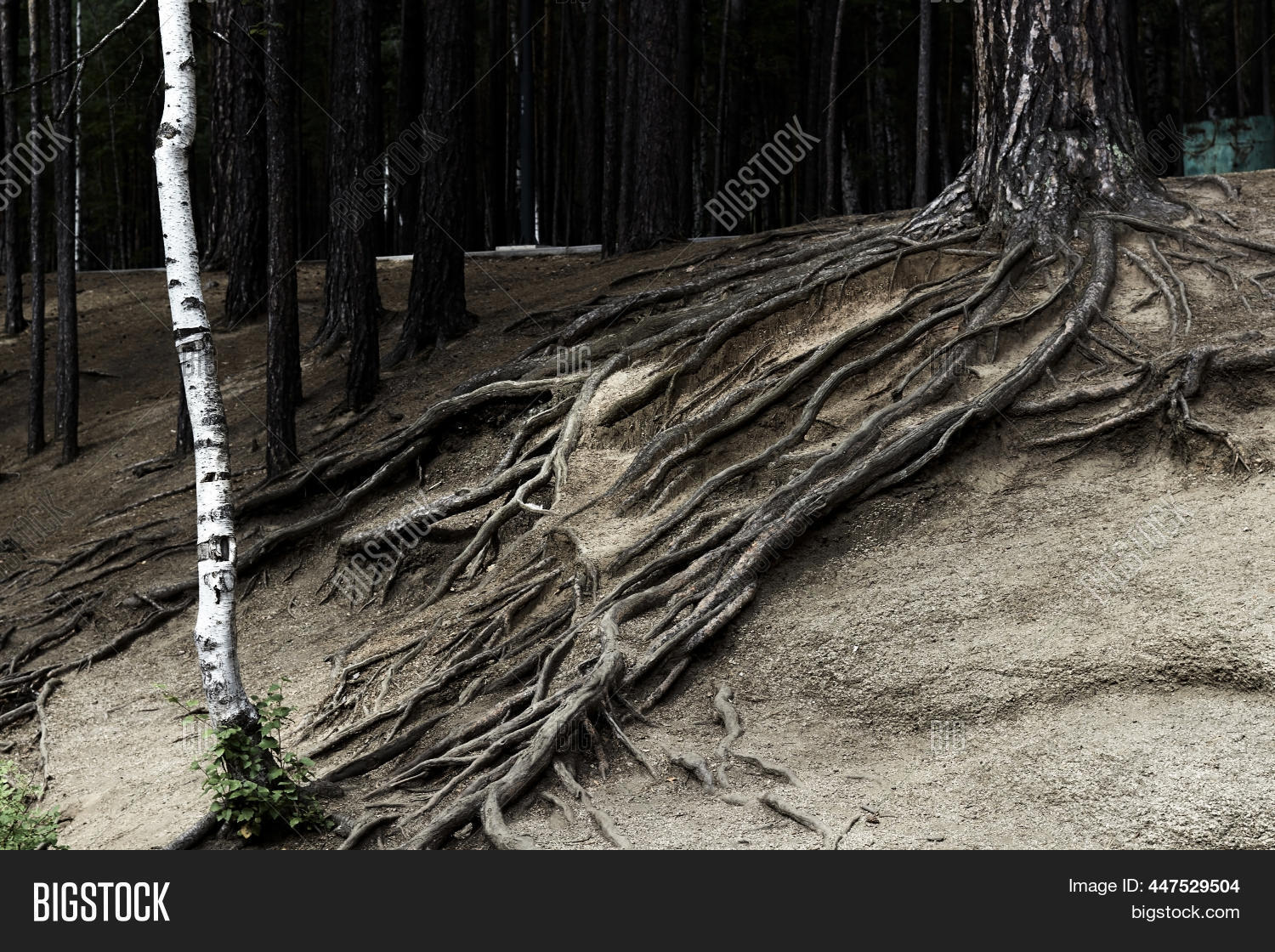 Tree Forest Roots Image & Photo (Free Trial) | Bigstock