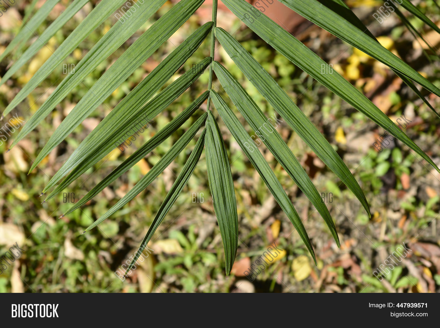 Image Preview
