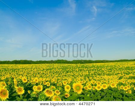 Campo de girassóis e o céu azul