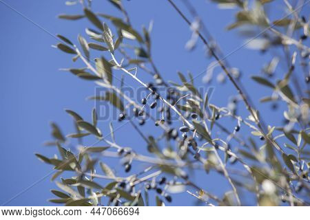 Wild-olive Tree Fruits At Monfrague National Park, Caceres, Extremadura, Spain. Selective Focus
