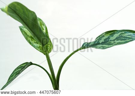 Aglaonema Chinese Evergreen House Plant Collection On A White Background