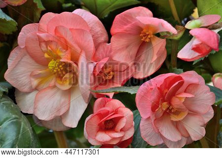 Begonia Tuberhybrida Tender Pink Flowers, Close Up - Floral Background. Bright Flowers Of Tuberous B