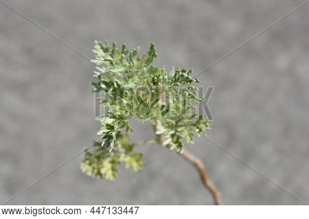 Common Wormwood Leaves - Latin Name - Artemisia Absinthium