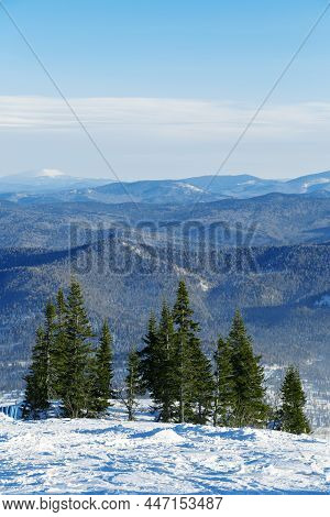 Green Fir Trees On Top Of Mount Zelenaya Against Background Of Mountain Peaks, Nature View With Blue