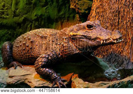 Close-up Of A Large Crocodile With Large White Teeth