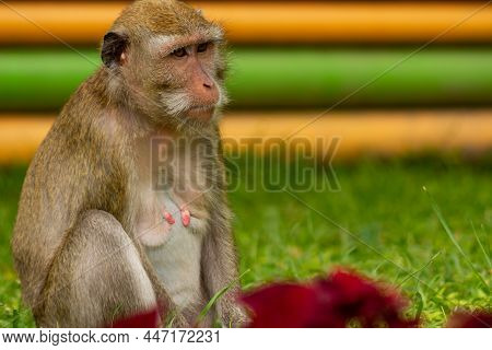 A Monkey Descends From The Forest Of Mount Merapi Into A Park Area In Sleman Indonesia, Following Th