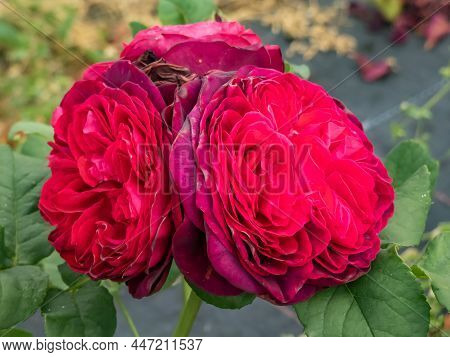 Close-up Of Rose 'grafin Von Hardenberg' With Beautiful Blooms That Open Up In Very Full And Elegant